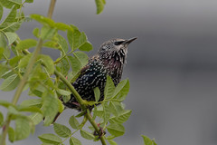 Sturnus vulgaris