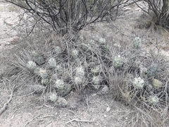 Tephrocactus aoracanthus