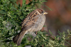Passer domesticus