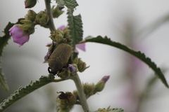 Hologymnetis cinerea