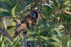 Passer montanus
