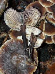 Gymnopus foetidus