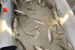 Merlangius merlangus