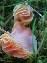 Fungi