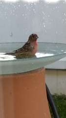 Haemorhous mexicanus