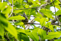 Pheugopedius maculipectus