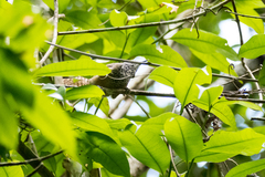Pheugopedius maculipectus