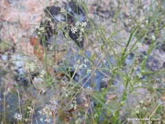 Pimpinella villosa