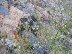 Pimpinella villosa