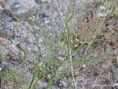 Pimpinella villosa