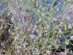 Pimpinella villosa