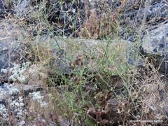 Pimpinella villosa