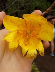 Cochlospermum regium