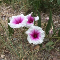 Ipomoea longifolia
