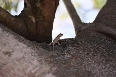 Sceloporus melanorhinus