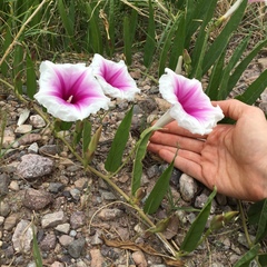 Ipomoea longifolia