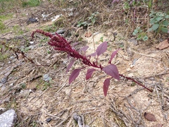 Amaranthus hypochondriacus