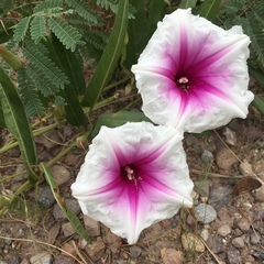 Ipomoea longifolia