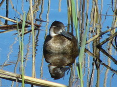 Netta erythrophthalma