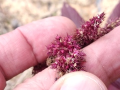 Amaranthus hypochondriacus