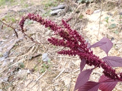 Amaranthus hypochondriacus