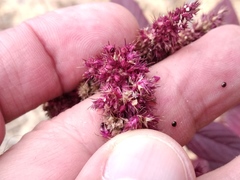 Amaranthus hypochondriacus