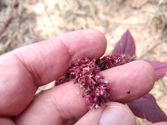 Amaranthus hypochondriacus