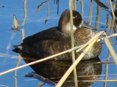 Netta erythrophthalma