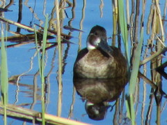 Netta erythrophthalma