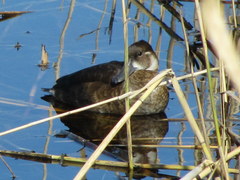 Netta erythrophthalma