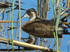 Netta erythrophthalma