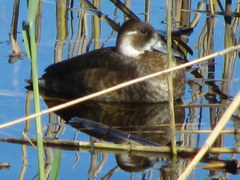 Netta erythrophthalma