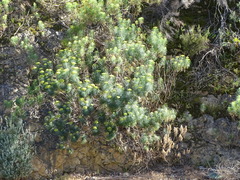 Hymenolepis