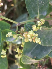 Muehlenbeckia tamnifolia