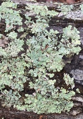 Ricasolia quercizans