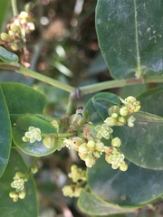 Muehlenbeckia tamnifolia