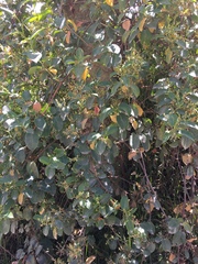 Muehlenbeckia tamnifolia