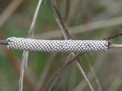 Malacosoma castrense