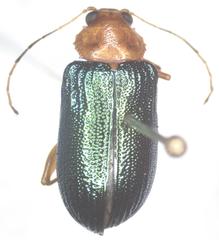 Metaxyonycha salvini