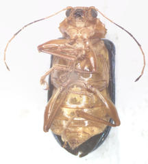 Metaxyonycha salvini