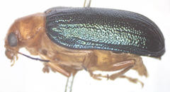 Metaxyonycha salvini