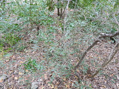 Berberis swaseyi