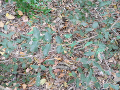 Berberis swaseyi