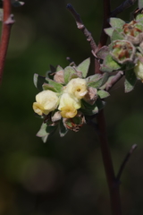 Hermannia hyssopifolia