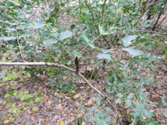 Berberis swaseyi