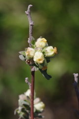 Hermannia hyssopifolia
