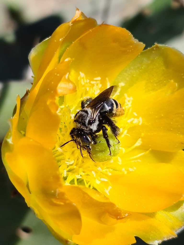 Tricolored Turret Bee