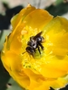 Tricolored Turret Bee - Photo (c) Sol Quipildor, some rights reserved (CC BY-SA), uploaded by Sol Quipildor