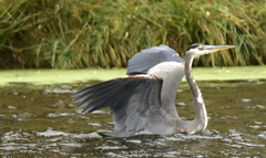 Ardea herodias