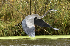 Ardea herodias